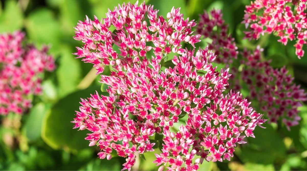 This close-up captures a cluster of vibrant pink sedum flowers in full bloom. Their tiny star-shaped petals are clustered in dense heads atop succulent green stems. The backdrop is blurred, but you can still make out the lush green foliage of other plants in the autumn garden.