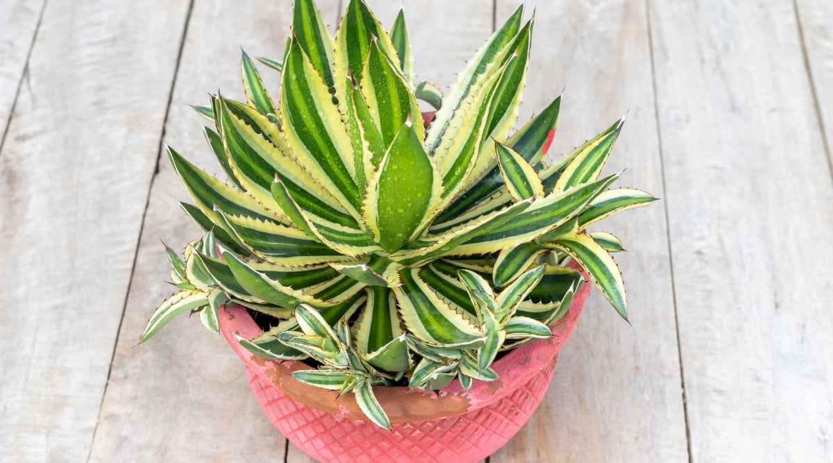 Like a spiky sunbeam, a variegated agave rises from a playful pink pot, its fleshy leaves sculpted in shades of emerald and sunshine. Beneath, a timeworn wooden table whispers stories of seasons past, grounding this botanical burst with the wisdom of earth.