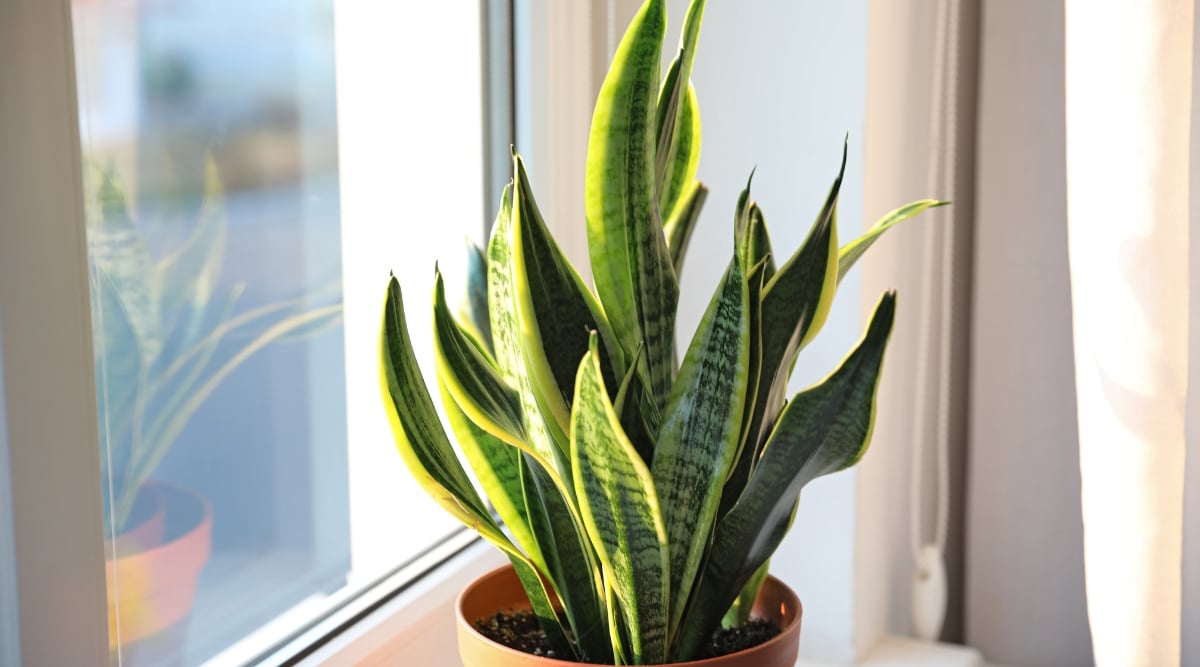 A close-up shot of a potted snake plant basking in the bright light from a nearby window. Its stiff, upright leaves, striped with vertical bands of deep green and pale yellow, reach for the sky. The window's cool glow bathes the plant, its silhouette mirrored flawlessly against the glass.