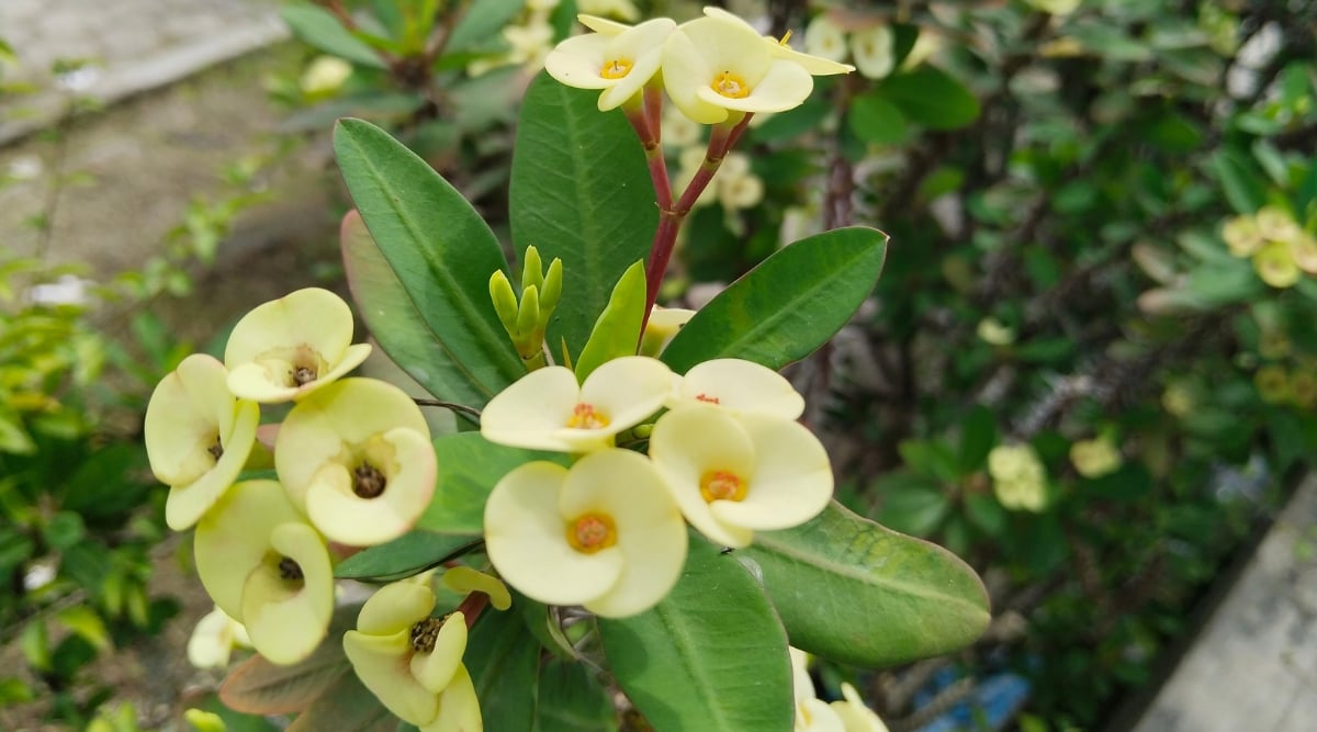Clustered like miniature suns, a crown of yellow discs adorns a Euphorbia plant. Their plump, rounded petals glow against the backdrop of spiky red stems and slender green leaves, adding a touch of tropical radiance to this close-up garden scene.