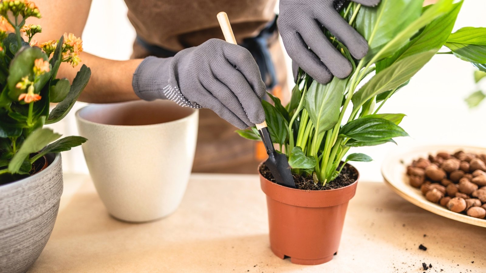 Close-up of a woman's hands in gray gardening gloves using a small shovel to check the soil in a plastic pot containing a healthy peace lily plant, with its broad, dark green leaves.