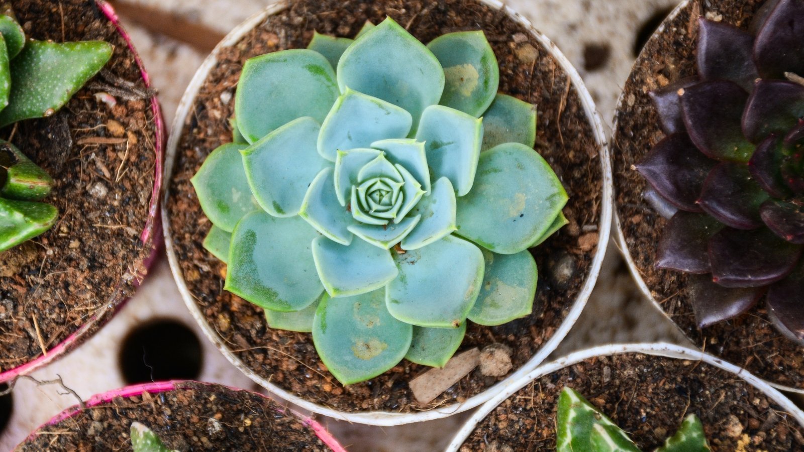 Top view of potted succulents, featuring Echeveria with thick, fleshy leaves arranged in a perfect rosette shape, displaying a soft dusty blue-green, nestled in plastic pots filled with a loose, well-draining cactus soil mix.